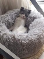 Luxurious CozyCat Bed