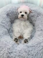 Luxurious CozyCat Bed