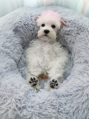 71en1a0Ct9L._AC_SX679_